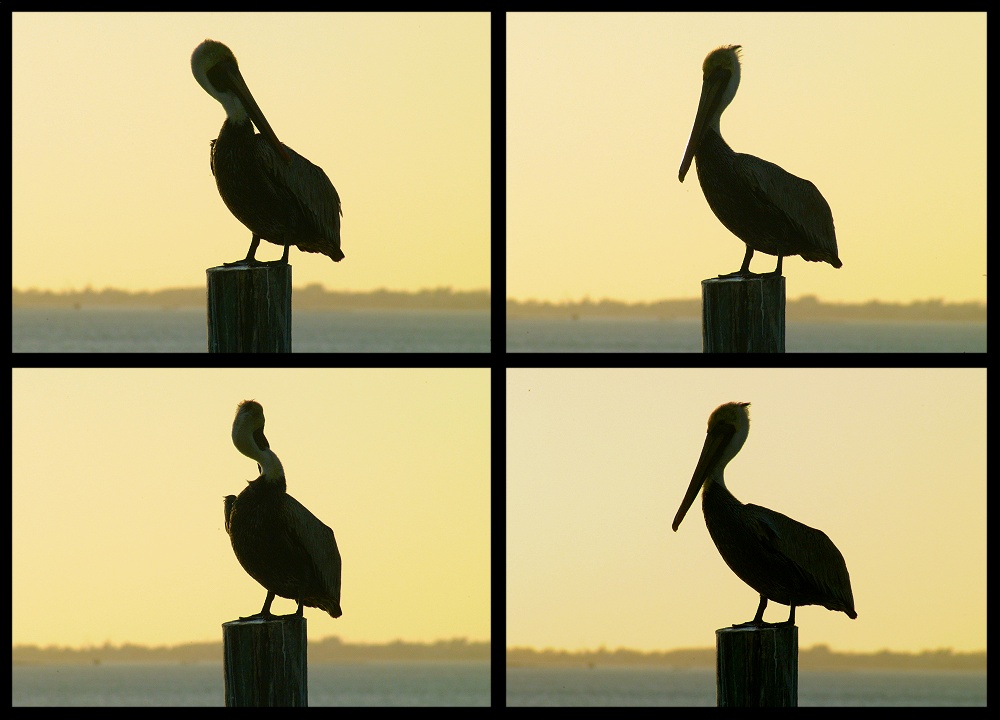 (23) pelican montage.jpg   (1000x720)   143 Kb                                    Click to display next picture